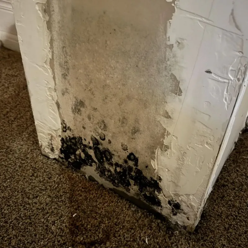 Professional Mold Removal in Hamilton County, OH